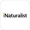 iNaturalist