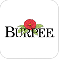 Burpee