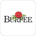 Burpee