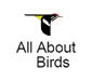 all about birds